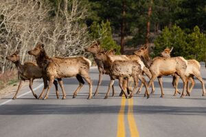 Elk crossing road