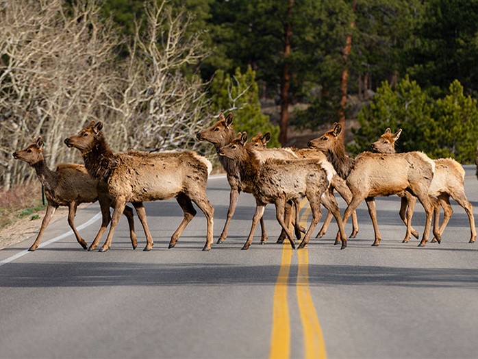 Elk crossing road