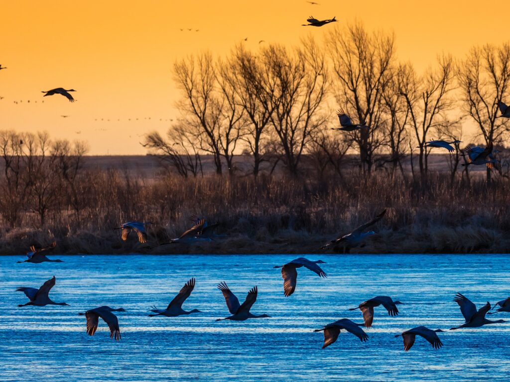 Grand Island, Nebraska, Platte River Migratory Water Fowl And Sandhill Cranes Adobestock 205318856