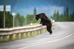 Grizzly Bear. Credit Free Adobestock 122733717