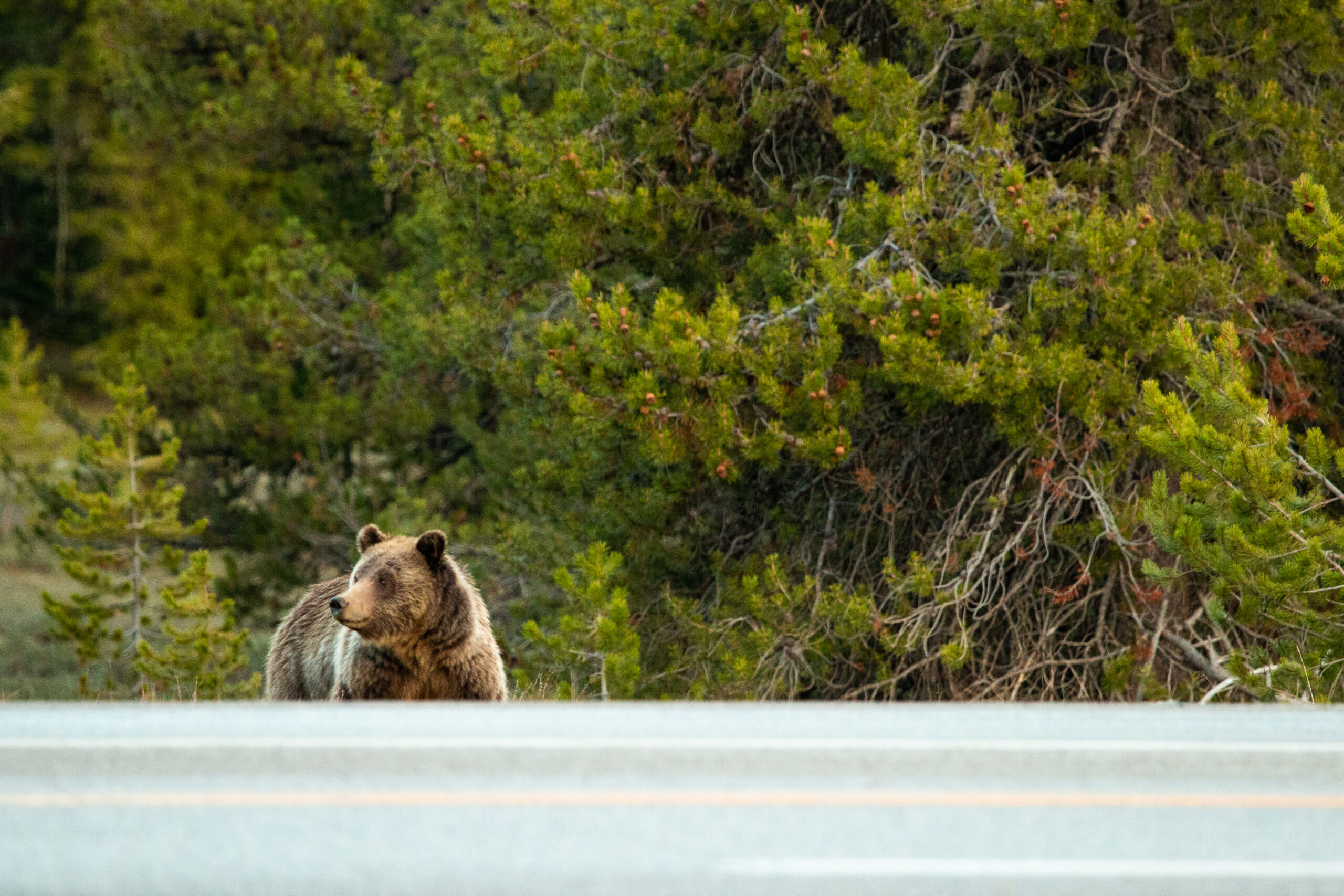 Grizzly at the side of highway - Credit: NPS/Adams