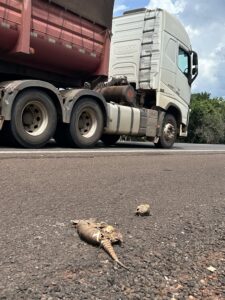 Armadillo carcass on the highway