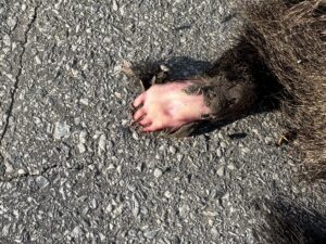 giant anteater carcass