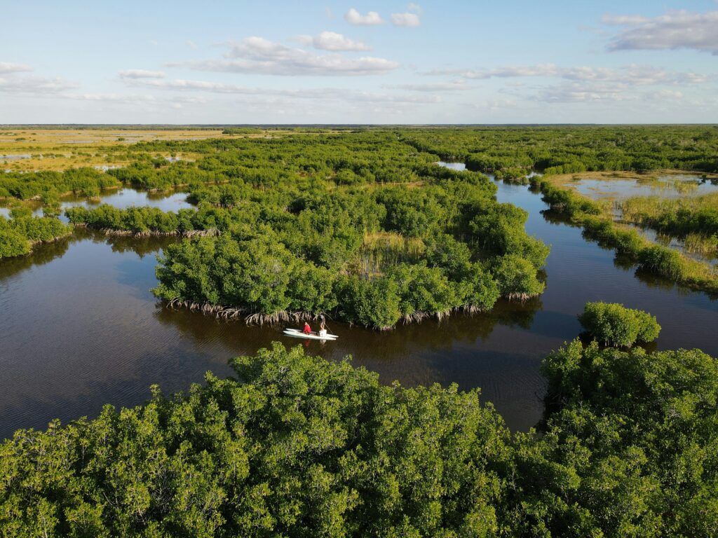 Landscape Everglades