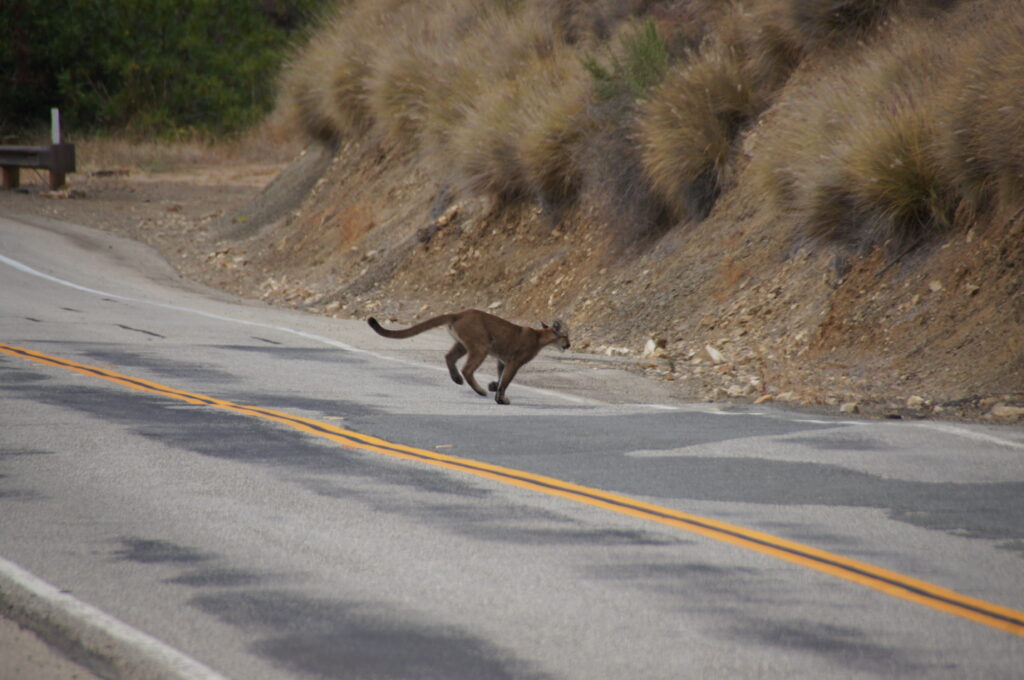 Mountain Lion P 23 Crossing Road Santamonicamountainsnra Nps Photo