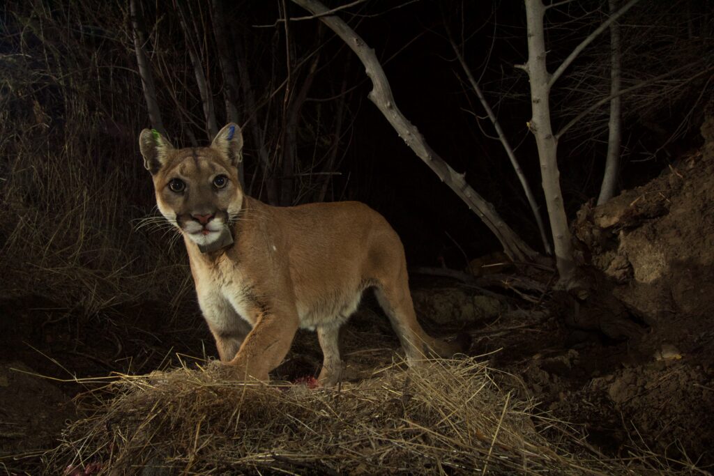 Mountain Lion P 35 Camera Trap Nps Photo