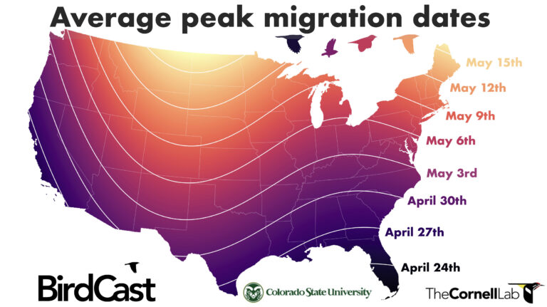 Peak Migration Map Birdcast