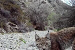 Eurasian Lynx are one of several endangered species in this region. (Courtesy: Team Bars)