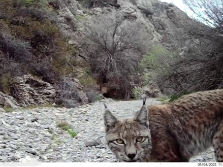 Eurasian Lynx are one of several endangered species in this region. (Courtesy: Team Bars)