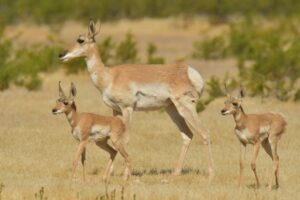 Sonoran pronghorn