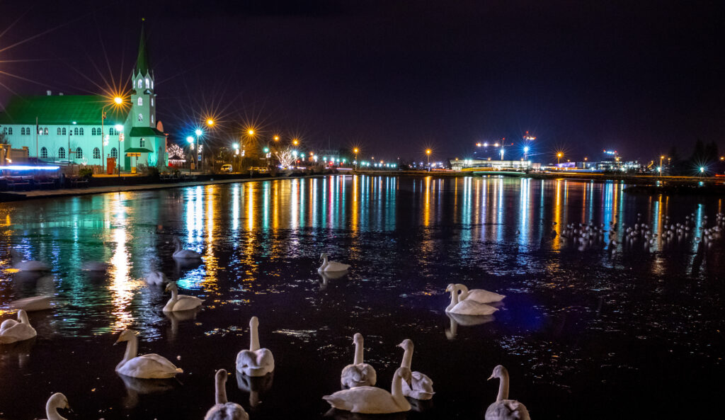 Swans On Lake At Night