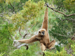 Mature Male White Handed Gibbon Swinging Through The Trees