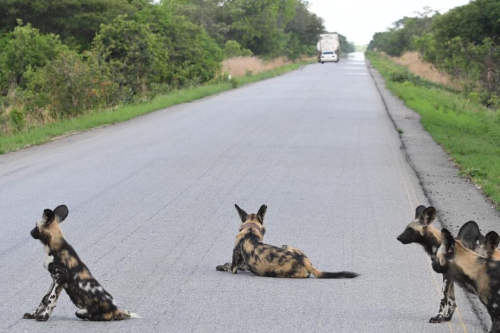 Wild Dogs In The Road - Credit: Zambian Carnivore Programme