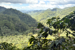 Within the biosphere reserve and adjacent to Montecristo National Park in El Salvador, many producers grow coffee under the shade of banana trees and other tall trees, resulting in more flavorful coffee beans. Credit: CLLC/Gabriel Oppler