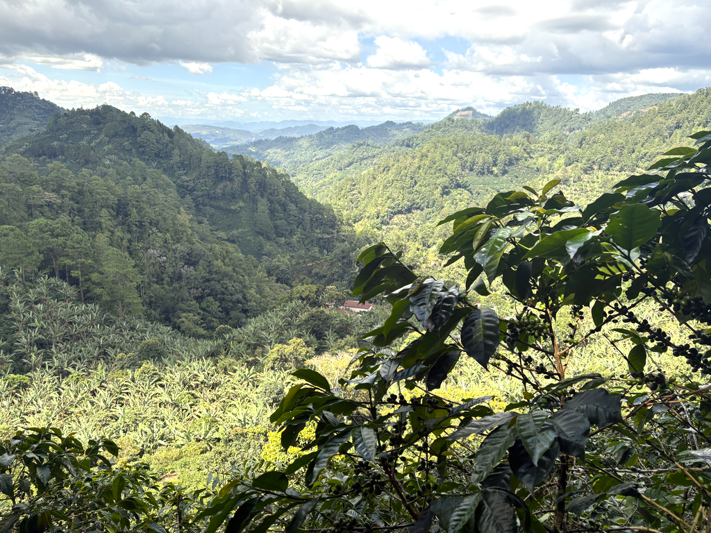 Within the biosphere reserve and adjacent to Montecristo National Park in El Salvador, many producers grow coffee under the shade of banana trees and other tall trees, resulting in more flavorful coffee beans. Credit: CLLC/Gabriel Oppler