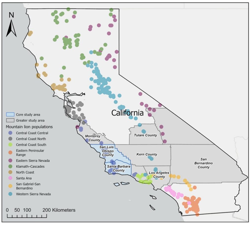 Mountain Lion Populations