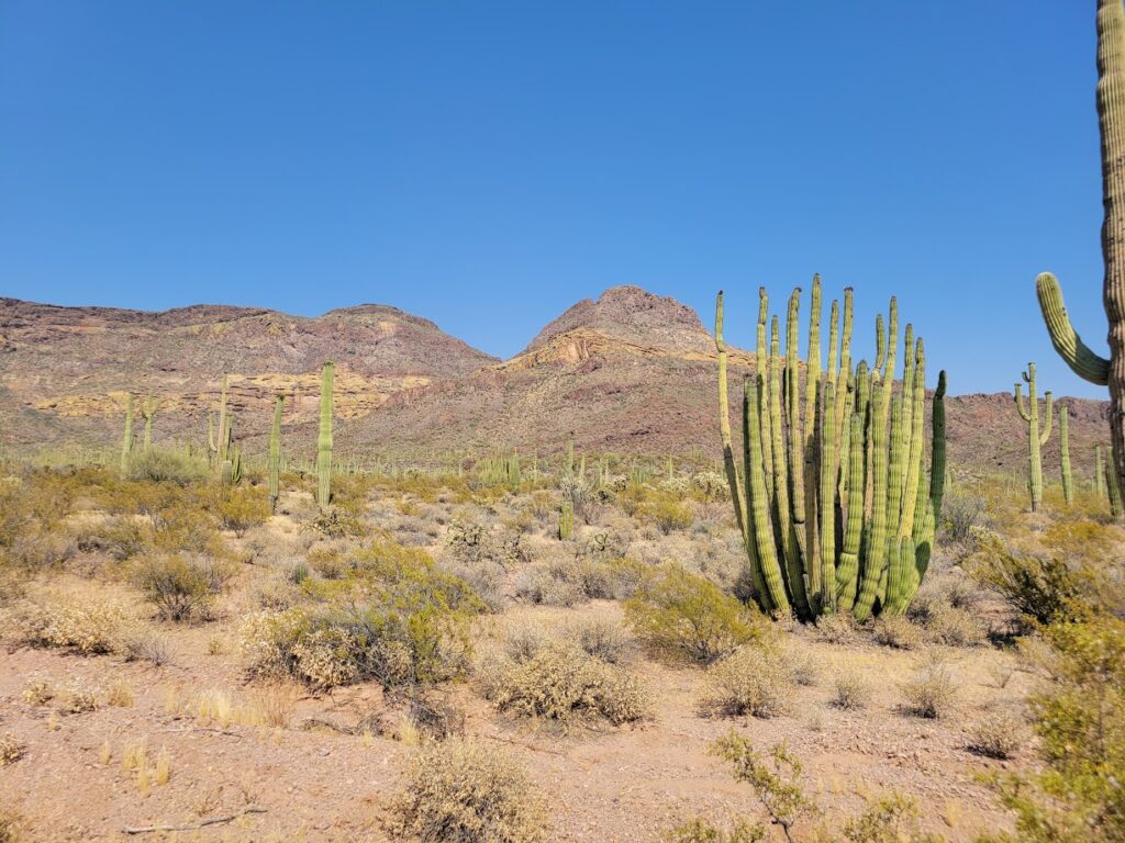 Organ Pipe National Monument