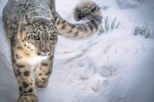 Snow leopard - © Muhammad Osama / WWF-Pakistan